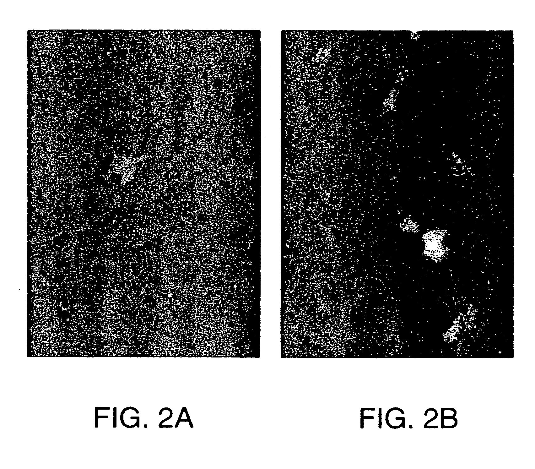 Antagonists of neuropilin receptor function and use thereof