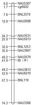 Rapid positioning method of cotton single locus quality gene in chromosome