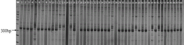 Rapid positioning method of cotton single locus quality gene in chromosome