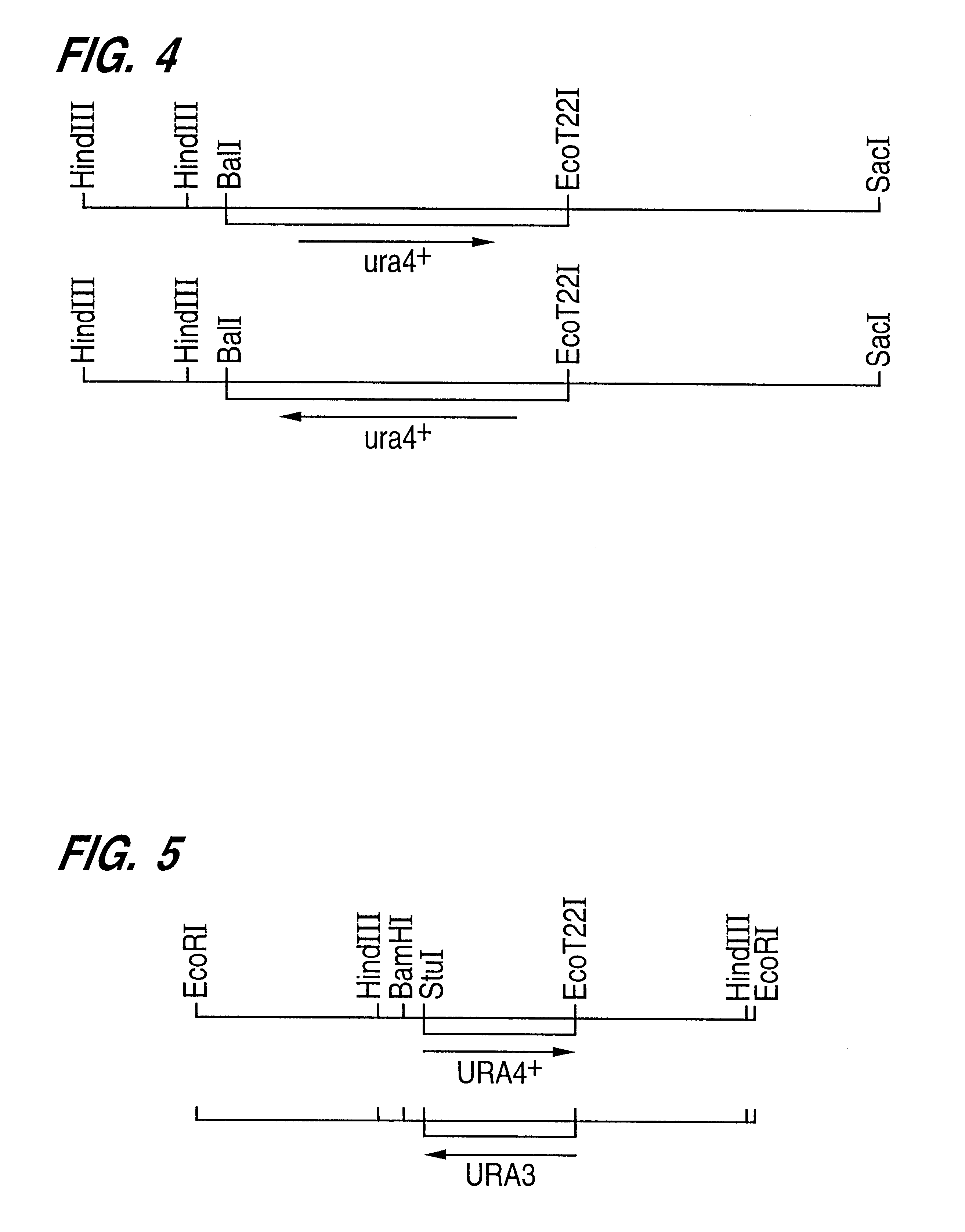 Gene regulating aubeobasidin sensitivity