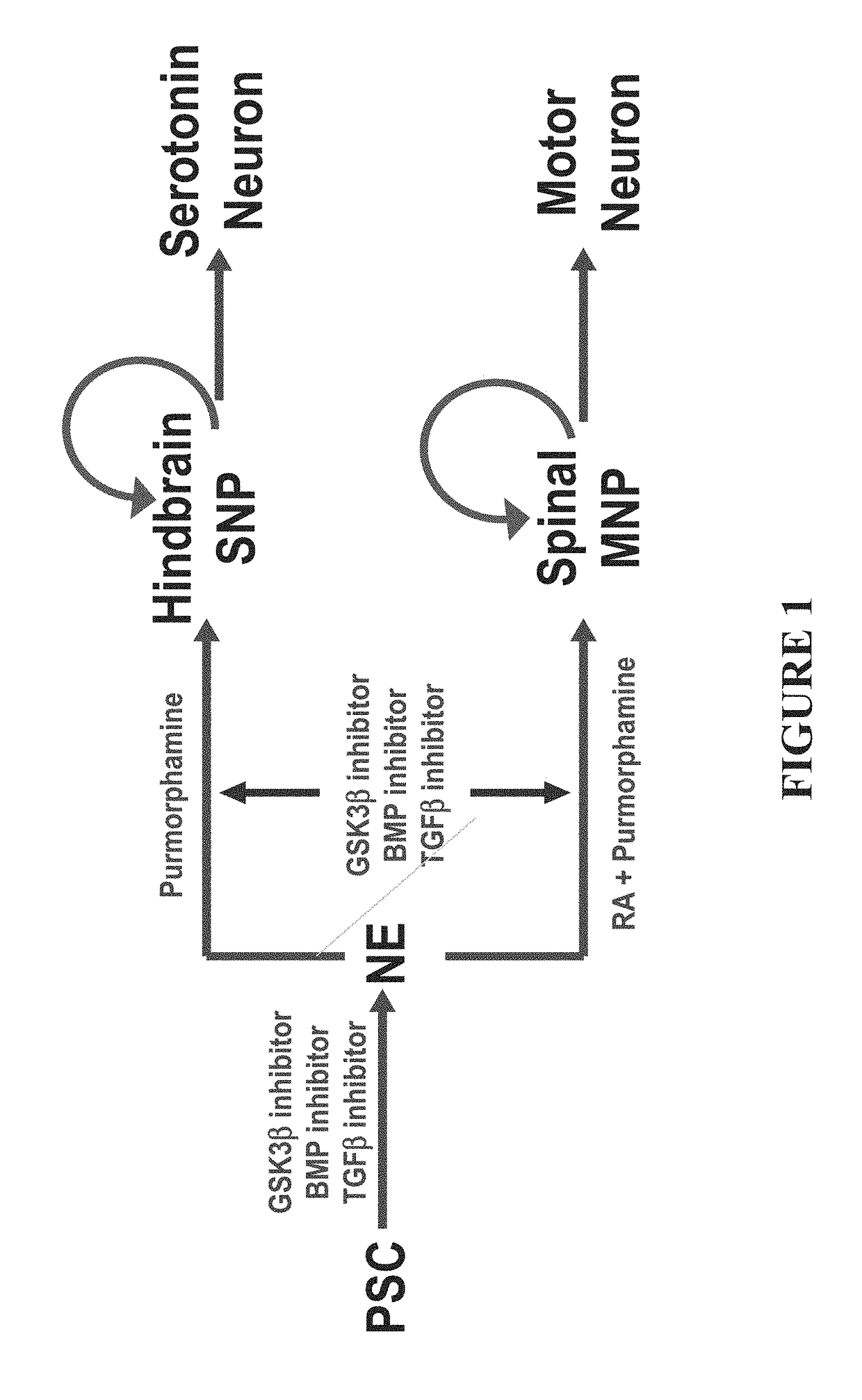 Methods of maintaining, expanding, and differentiating neuronal subtype specific progenitors