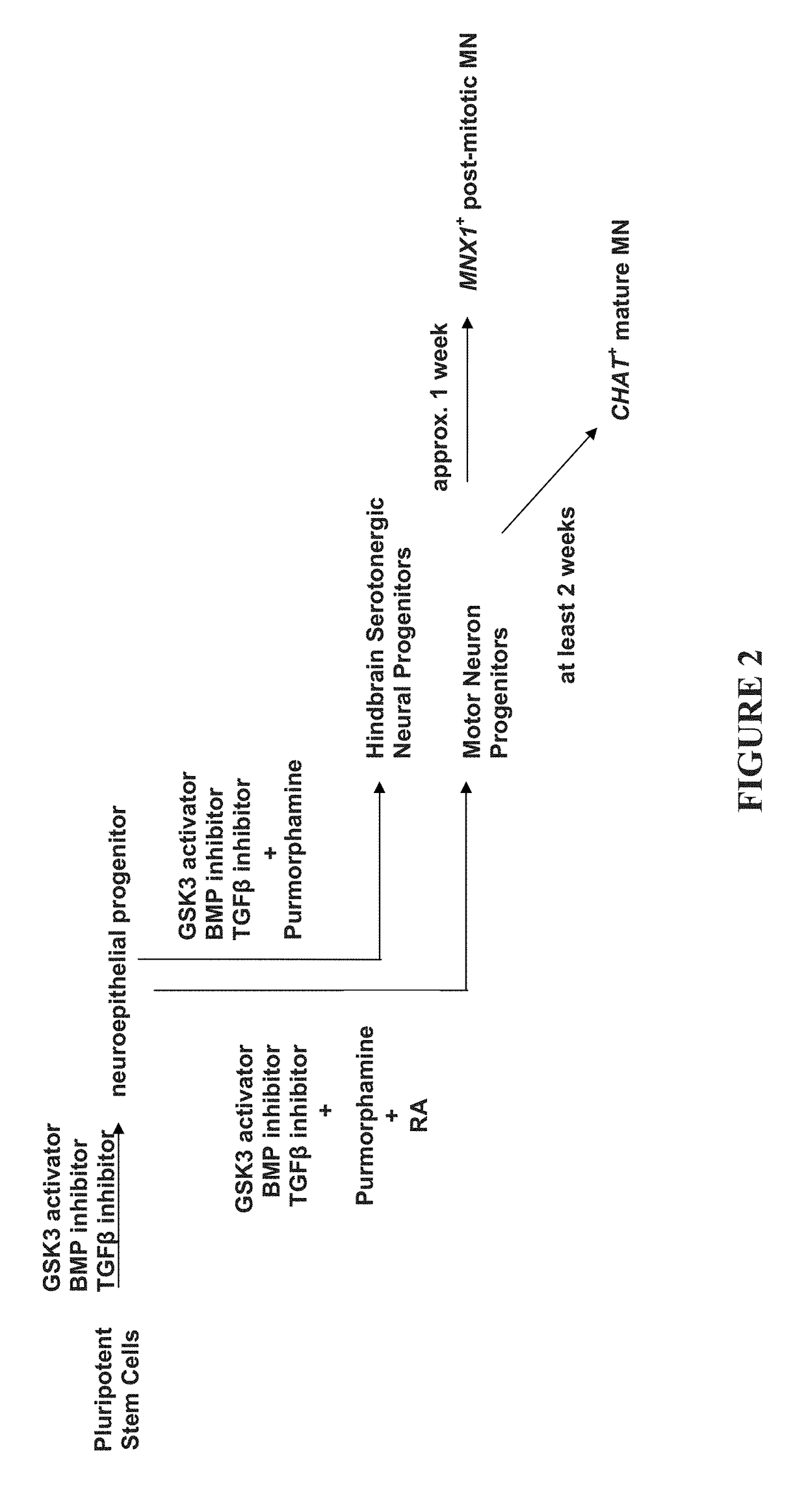 Methods of maintaining, expanding, and differentiating neuronal subtype specific progenitors