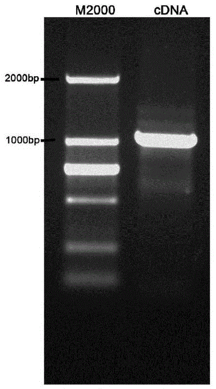 Cotton fiber predominantly-expressed gene, expression vector and applications thereof, and preparation method of transgenic cotton containing gene