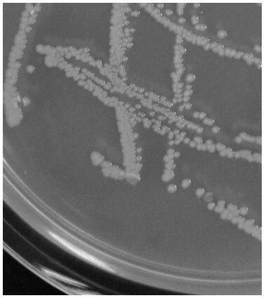 Bacillus amyloliquefaciens and application thereof in control of potato late blight