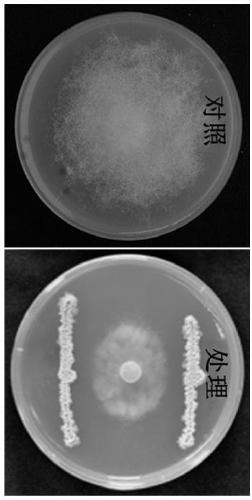 Bacillus amyloliquefaciens and application thereof in control of potato late blight