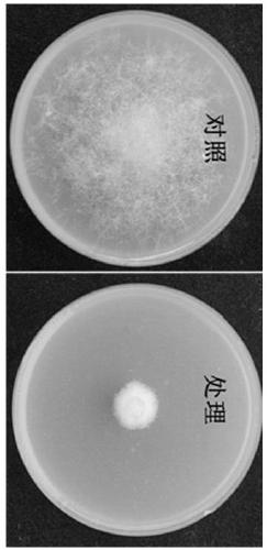 Bacillus amyloliquefaciens and application thereof in control of potato late blight