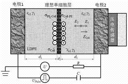 Method for measuring electrical characteristics of cell suspension by using pulsed electro-acoustic method