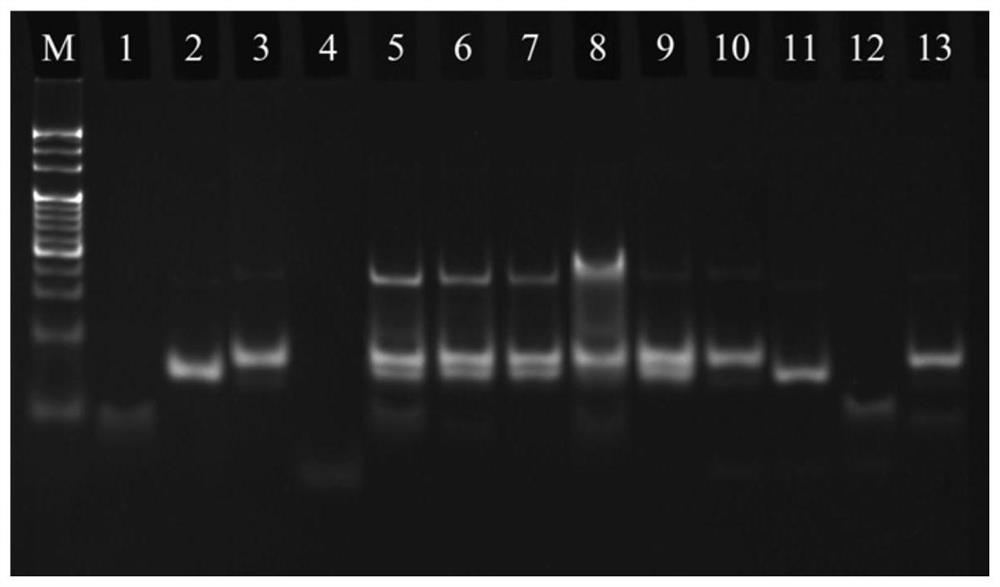 SPR-SERS dual-mode sensor for detecting disease nucleic acid markers as well as preparation method and application of SPR-SERS dual-mode sensor