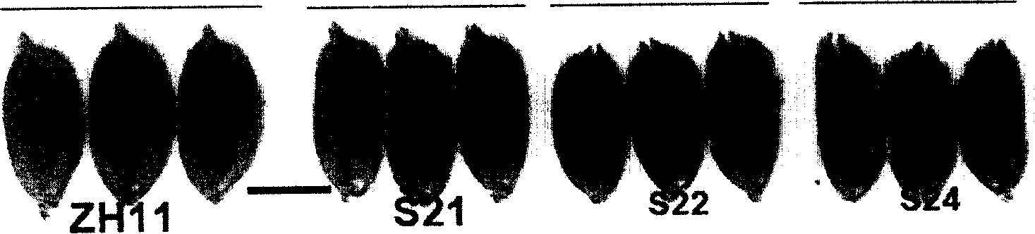 Rice big grain gene and uses thereof