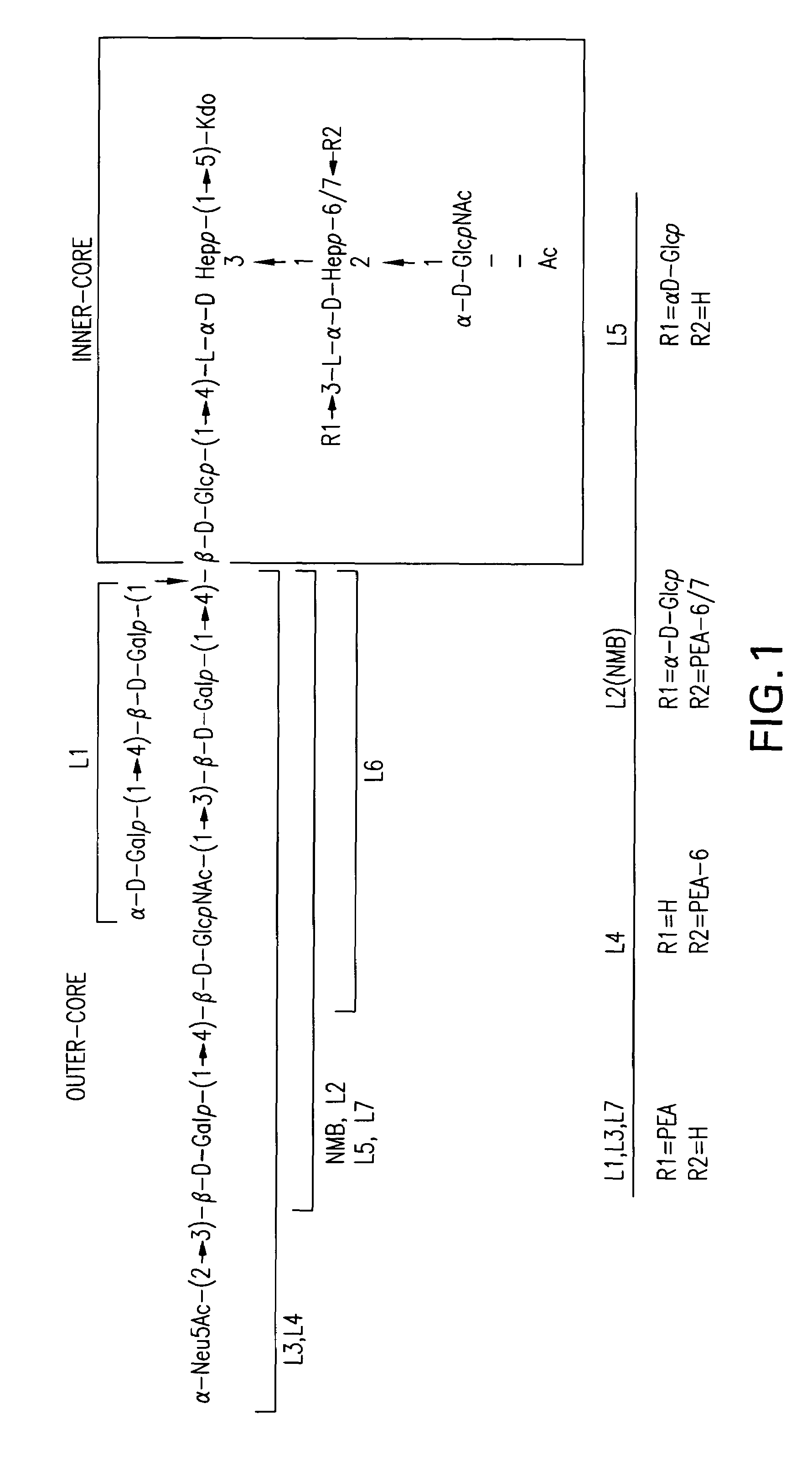 <i>Neisseria meningitidis </i>inner core lipo-oligosaccharide epitopes, multivalent conjugates thereof and immunogenic compositions thereof