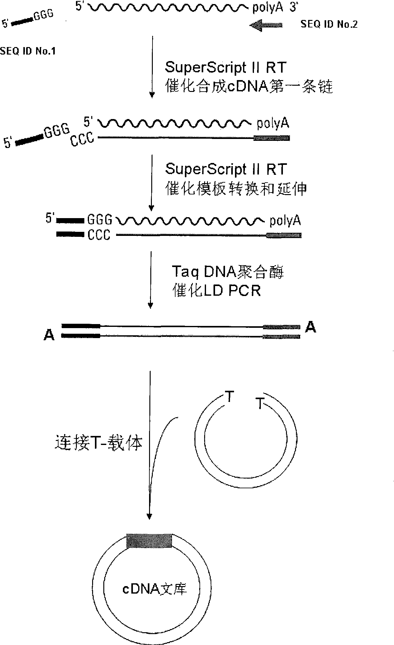 Method for constructing cDNA library