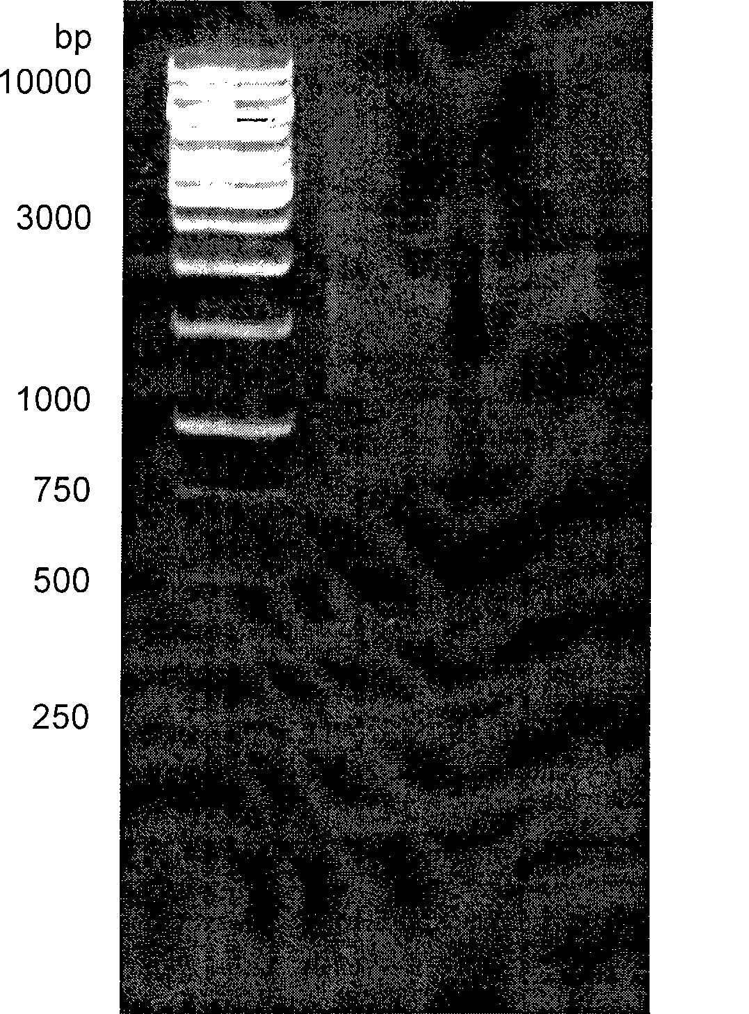 Method for constructing cDNA library