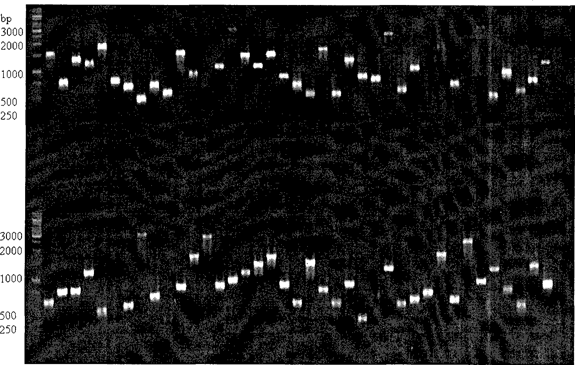 Method for constructing cDNA library