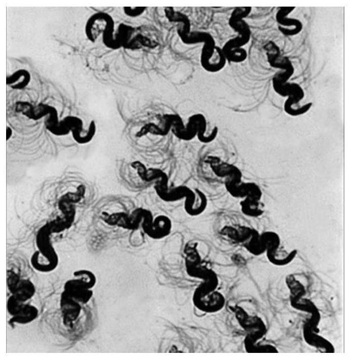 Artificial insemination method for Filicinae