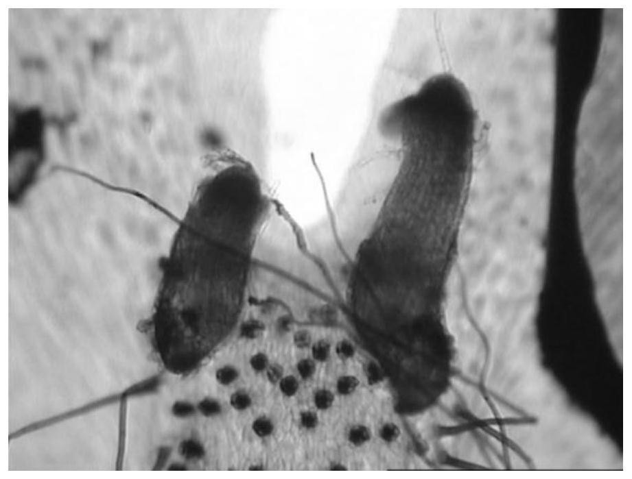 Artificial insemination method for Filicinae