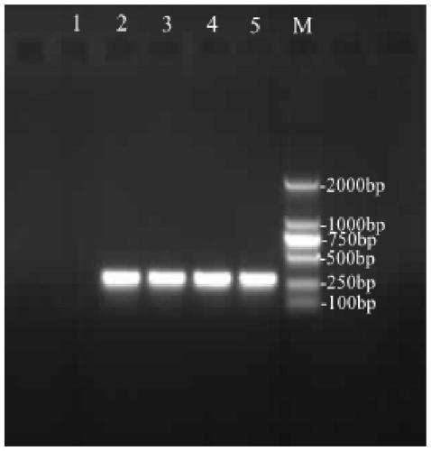 DNA barcoding standard detection fragment for identifying vespa mandarinia and application thereof