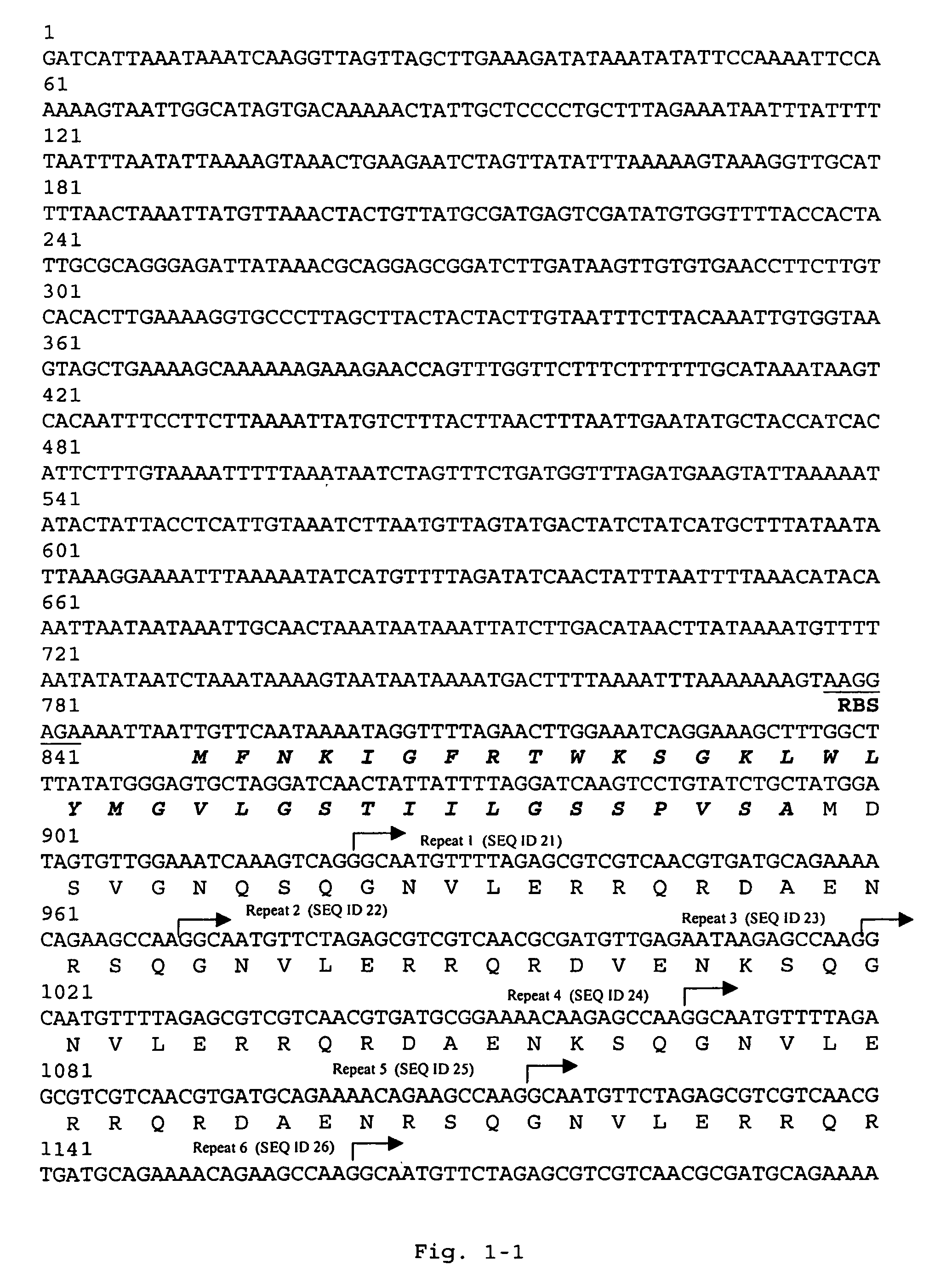 Nucleic acids coding for adhesion factor of group B <i>streptococcus</i>, adhesion factors of group B <i>streptococcus </i>and further uses thereof