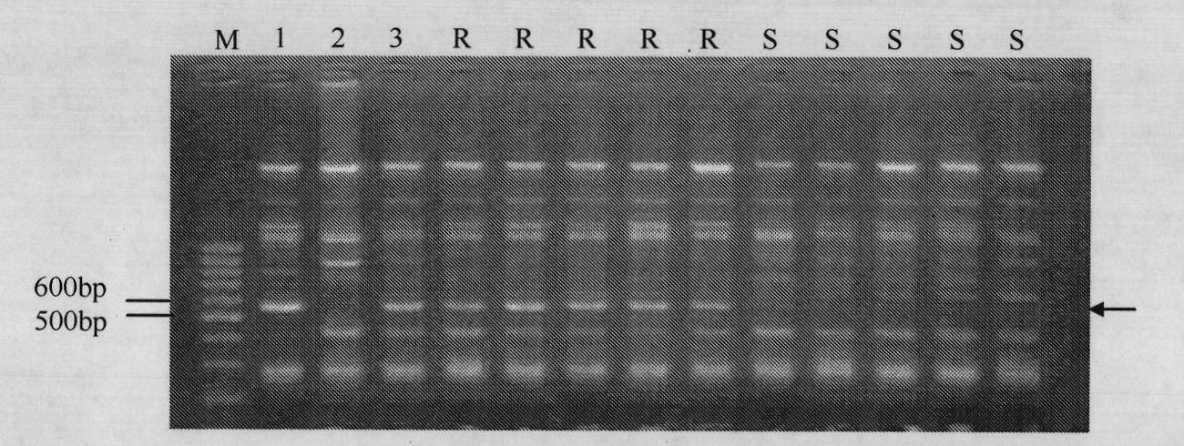 Molecular marker linked with gummy stem blight resistance gene Gsb-2 and application thereof