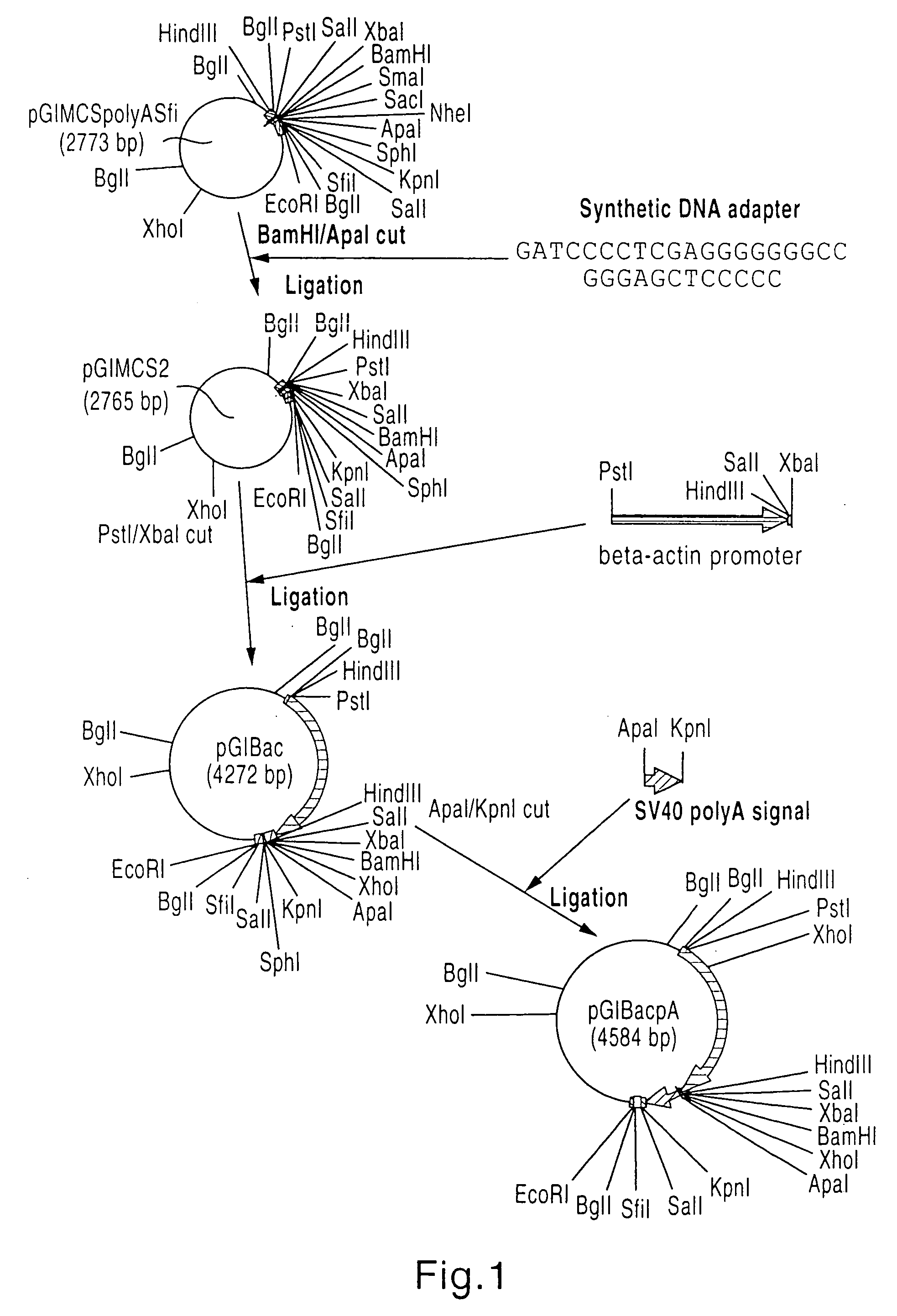 Avian herpesvirus-based recombinant Infectious Bursal Disease vaccine