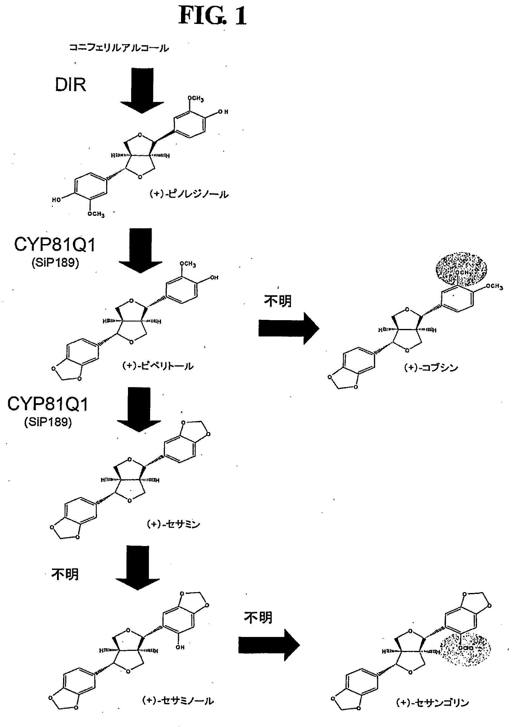 Gene Encoding Lignan Methylation Enzyme