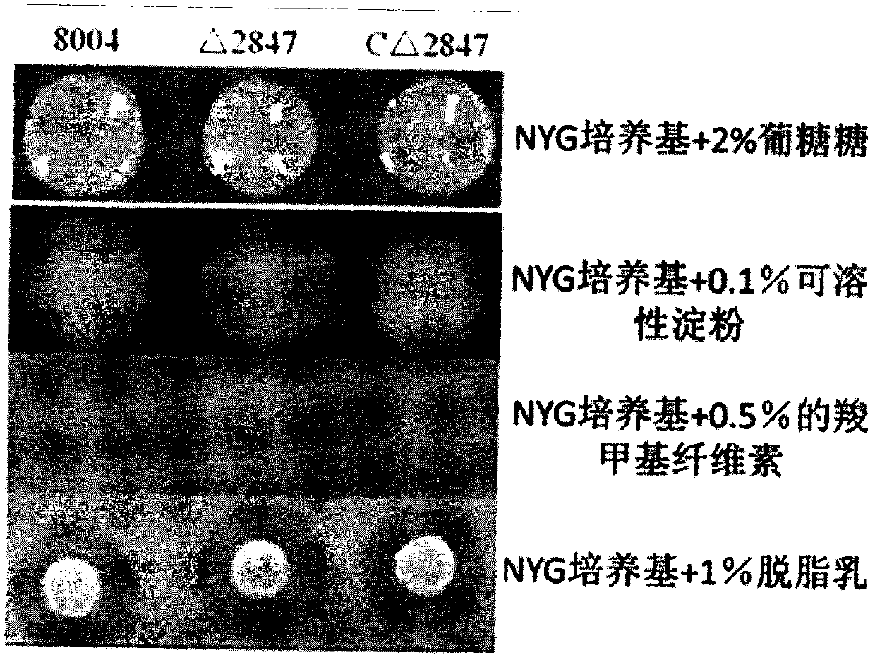 Application of a gene related to Xanthomonas pathogenicity