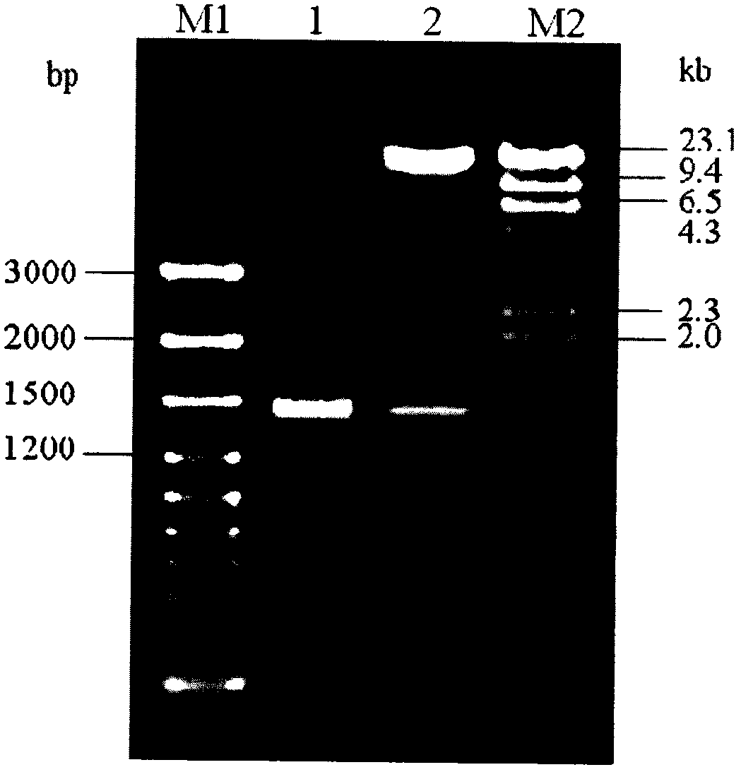 Application of a gene related to Xanthomonas pathogenicity