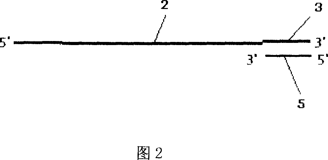 Full genome rolling circle amplification and its product fixing method