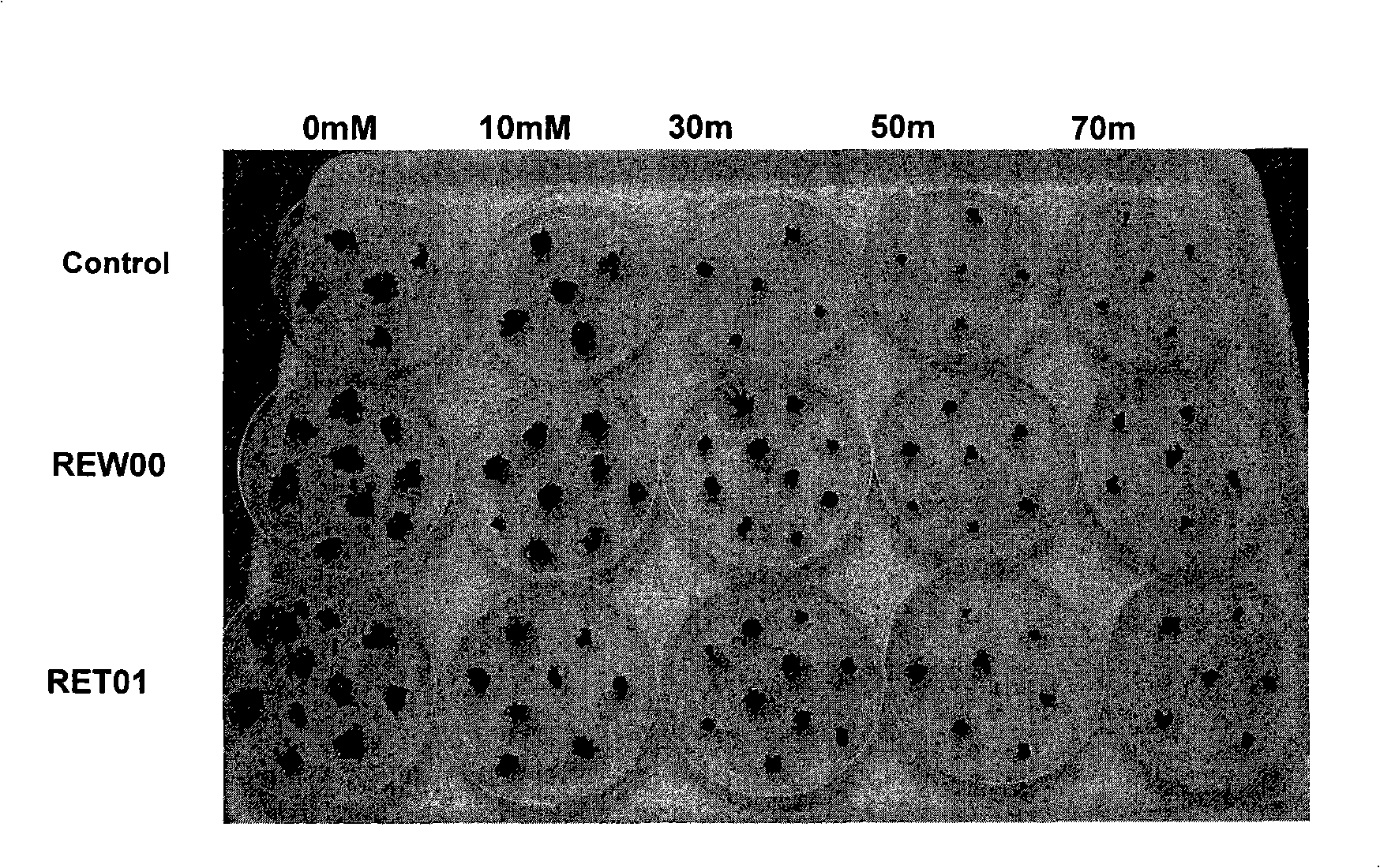 D-amino acid selection for soybean