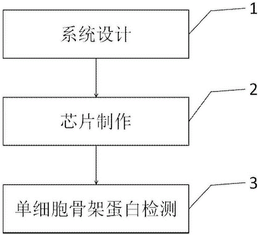 Single cell protein detection system and application thereof