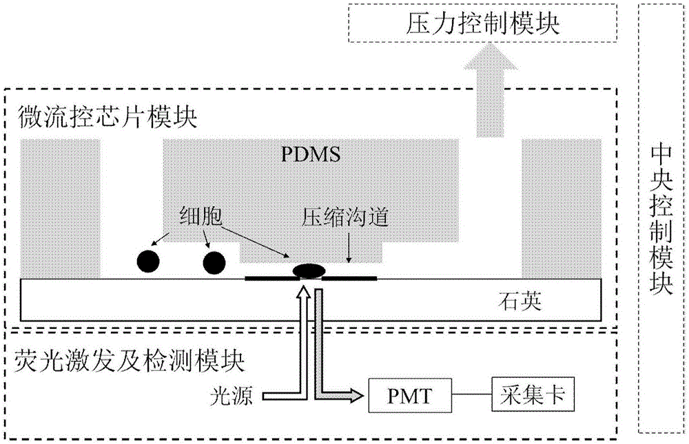 Single cell protein detection system and application thereof