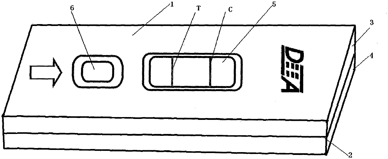 A kind of detection test paper card that utilizes competition method to detect Brucella bovis antibody