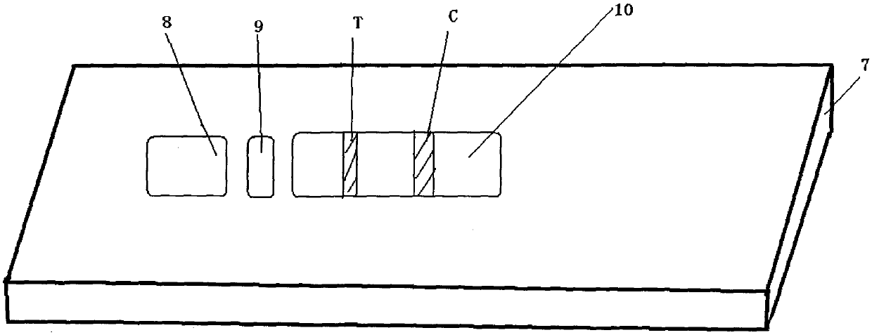 A kind of detection test paper card that utilizes competition method to detect Brucella bovis antibody