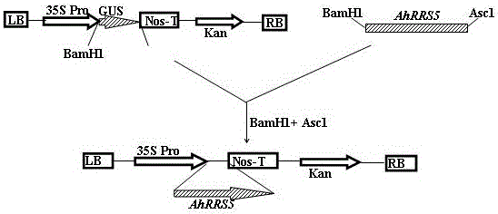 Peanut nbs‑lrr gene and its application in tobacco bacterial wilt resistance