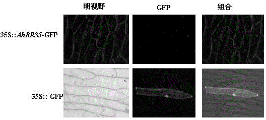 Peanut nbs‑lrr gene and its application in tobacco bacterial wilt resistance