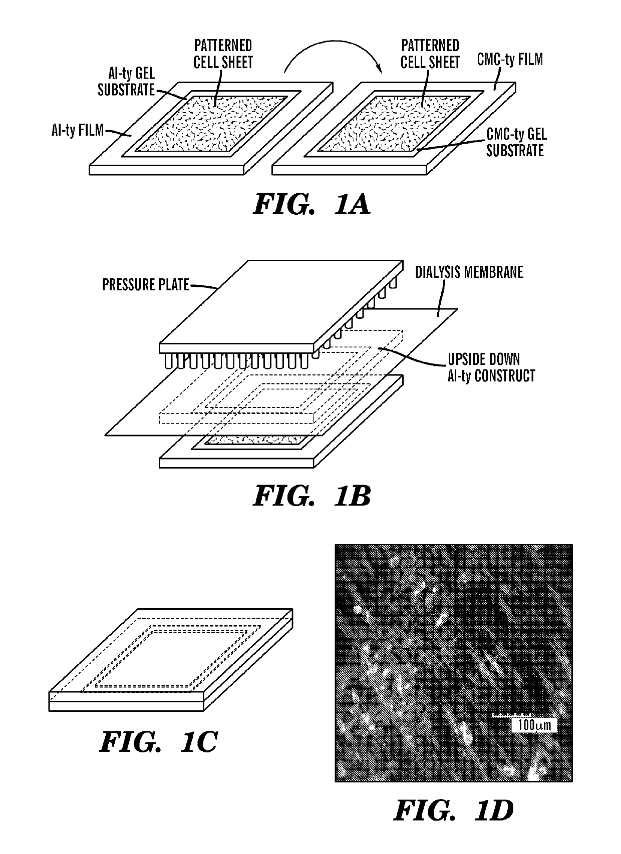 Multi-layered cell constructs and methods of use and production using enzymatically degradable natural polymers