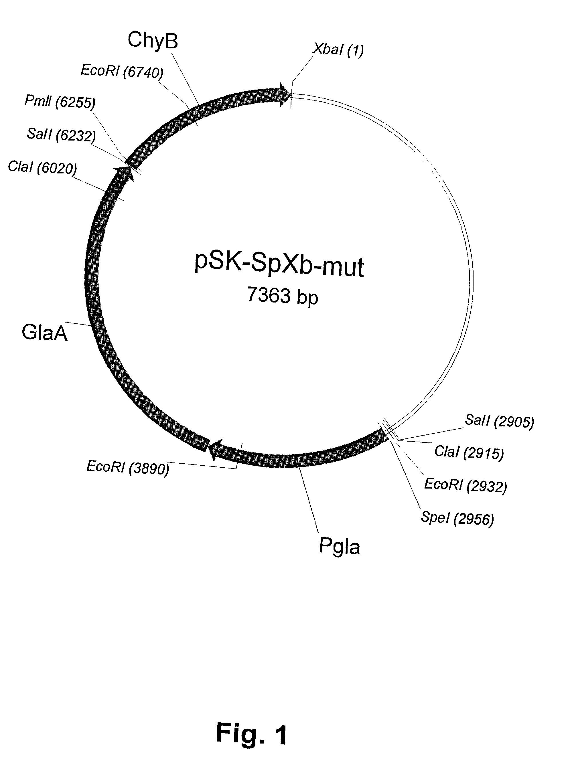 Method of producing non-bovine chymosin and use hereof