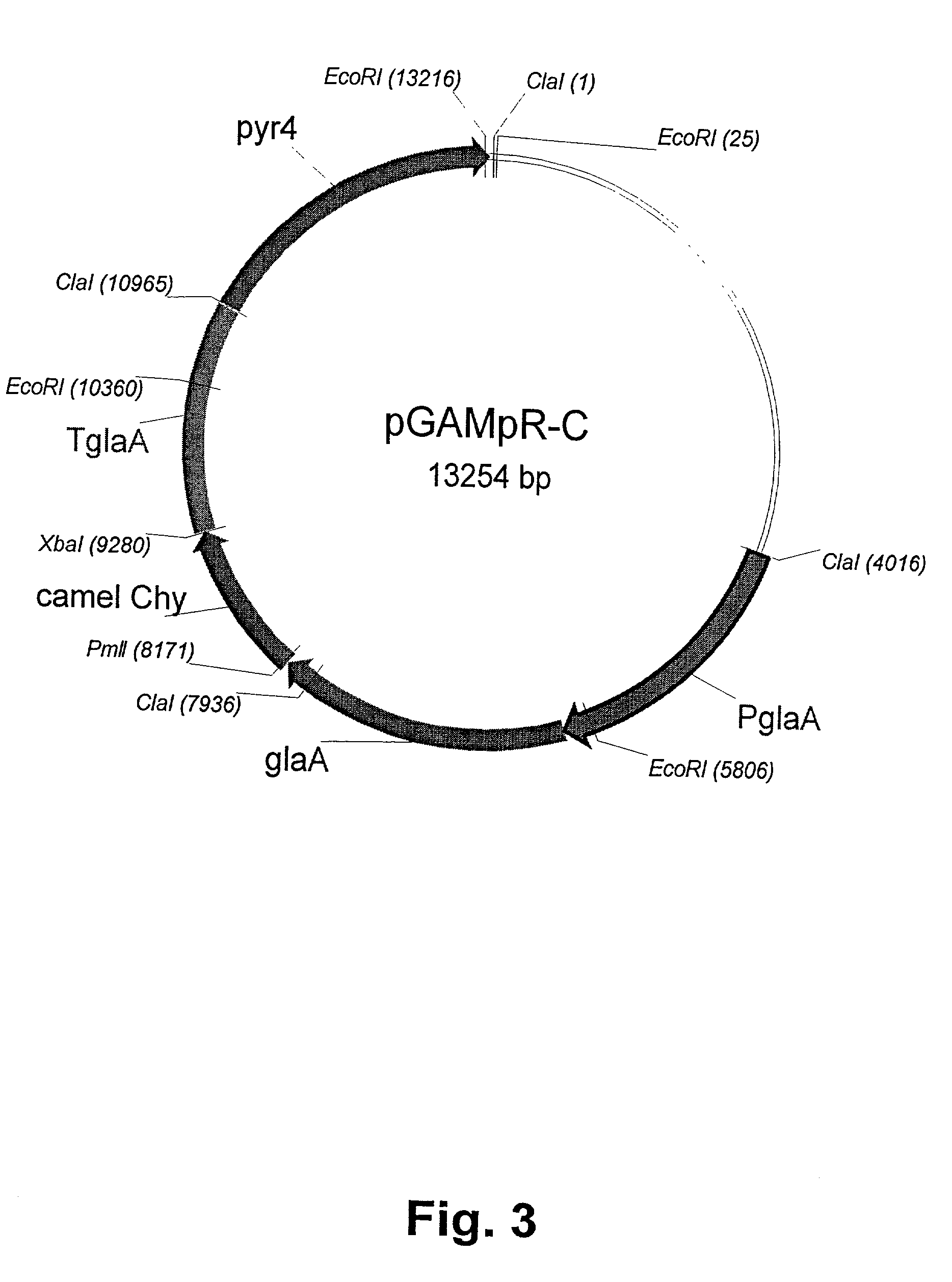 Method of producing non-bovine chymosin and use hereof