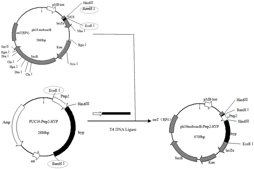 Method for producing trans-4-hydroxyl-L-proline by means of fermentation by aid of recombinant corynebacterium acetoacidophilum