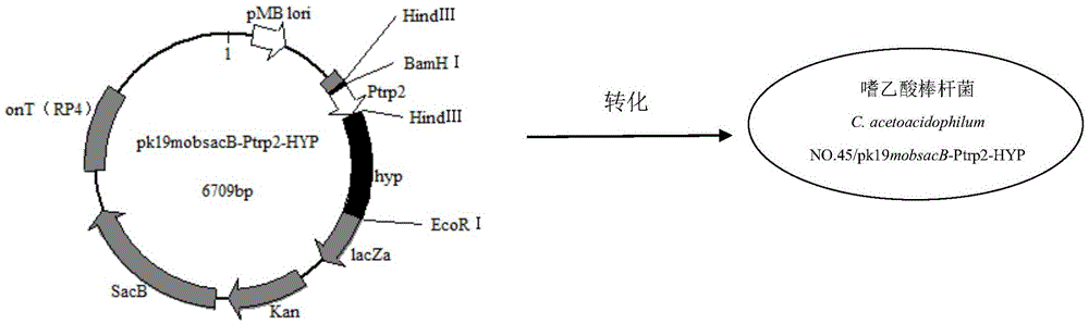 Method for producing trans-4-hydroxyl-L-proline by means of fermentation by aid of recombinant corynebacterium acetoacidophilum