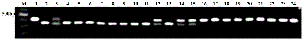 Primer applied to rice photosensitive male nucleic male sterility gene lncR parting and application thereof