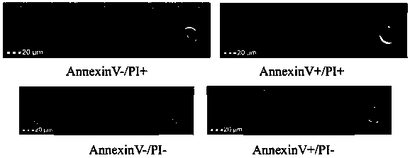 Method for detecting apoptosis of dinoflagellate cells