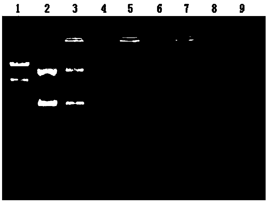 Application of drug lipidosome/p53 gene complex substance