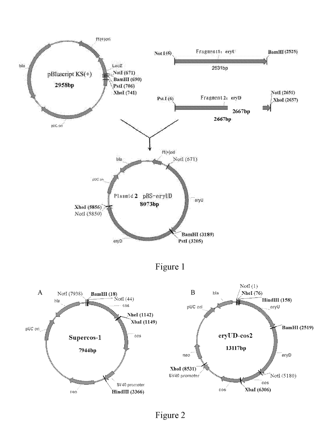 Spinosad heterologous expression strain and construction method thereof and use