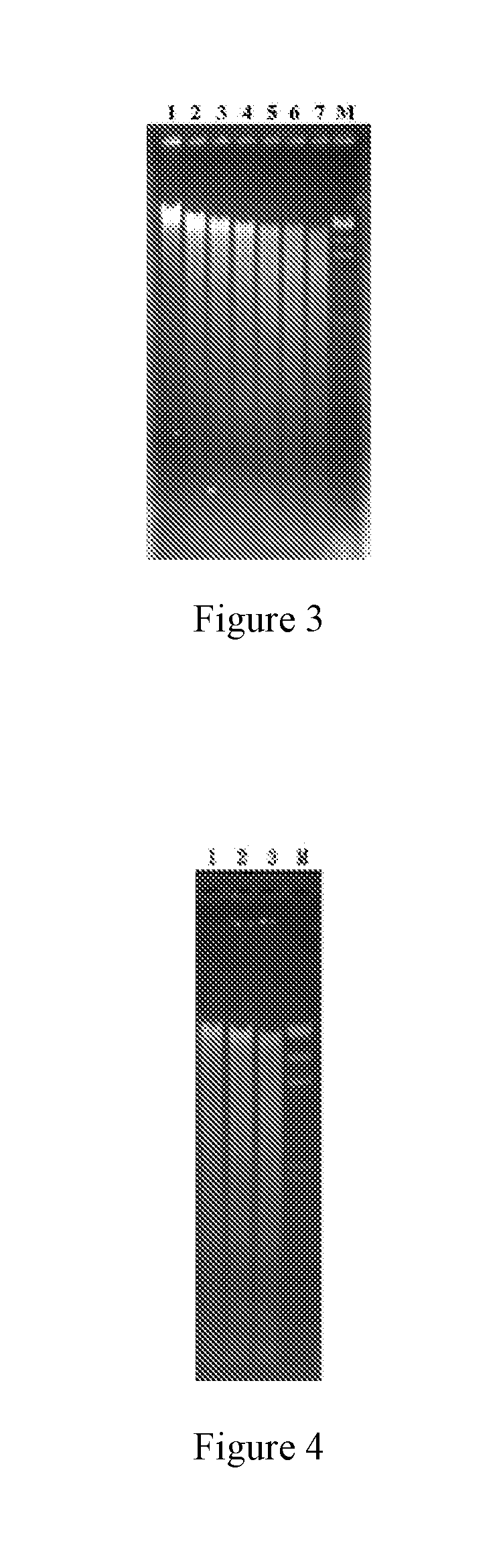 Spinosad heterologous expression strain and construction method thereof and use