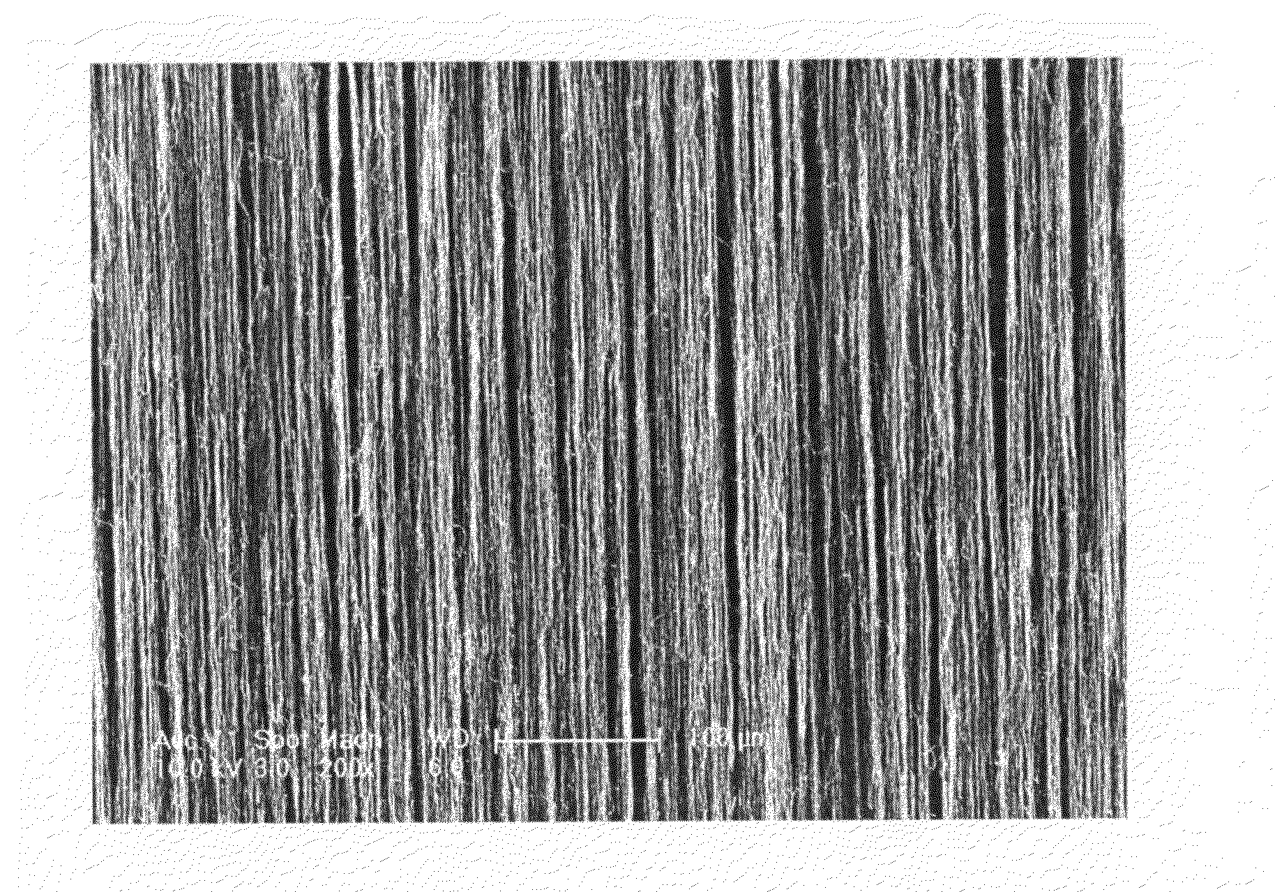 Carbon nanotube composite and method for fabricating the same