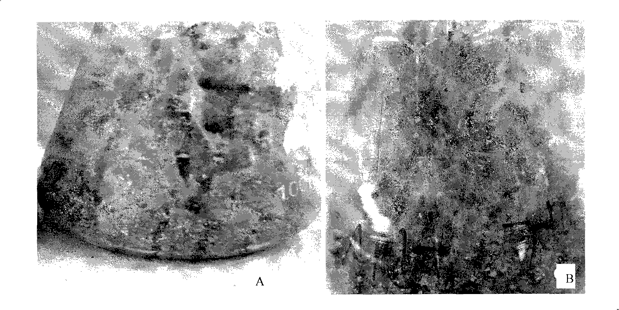 Method for culturing orchid special strain thereof