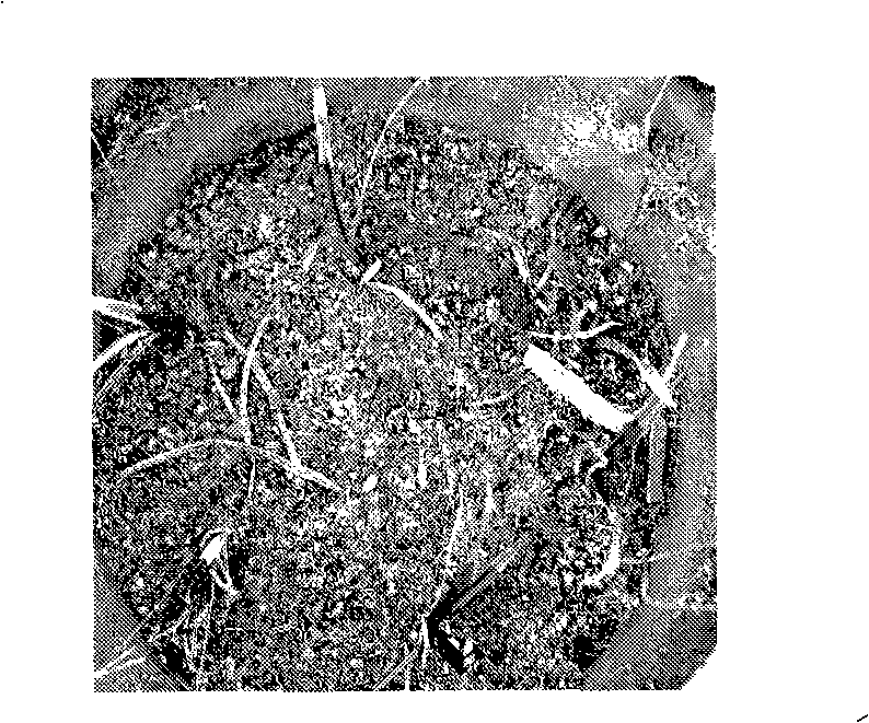 Method for culturing orchid special strain thereof