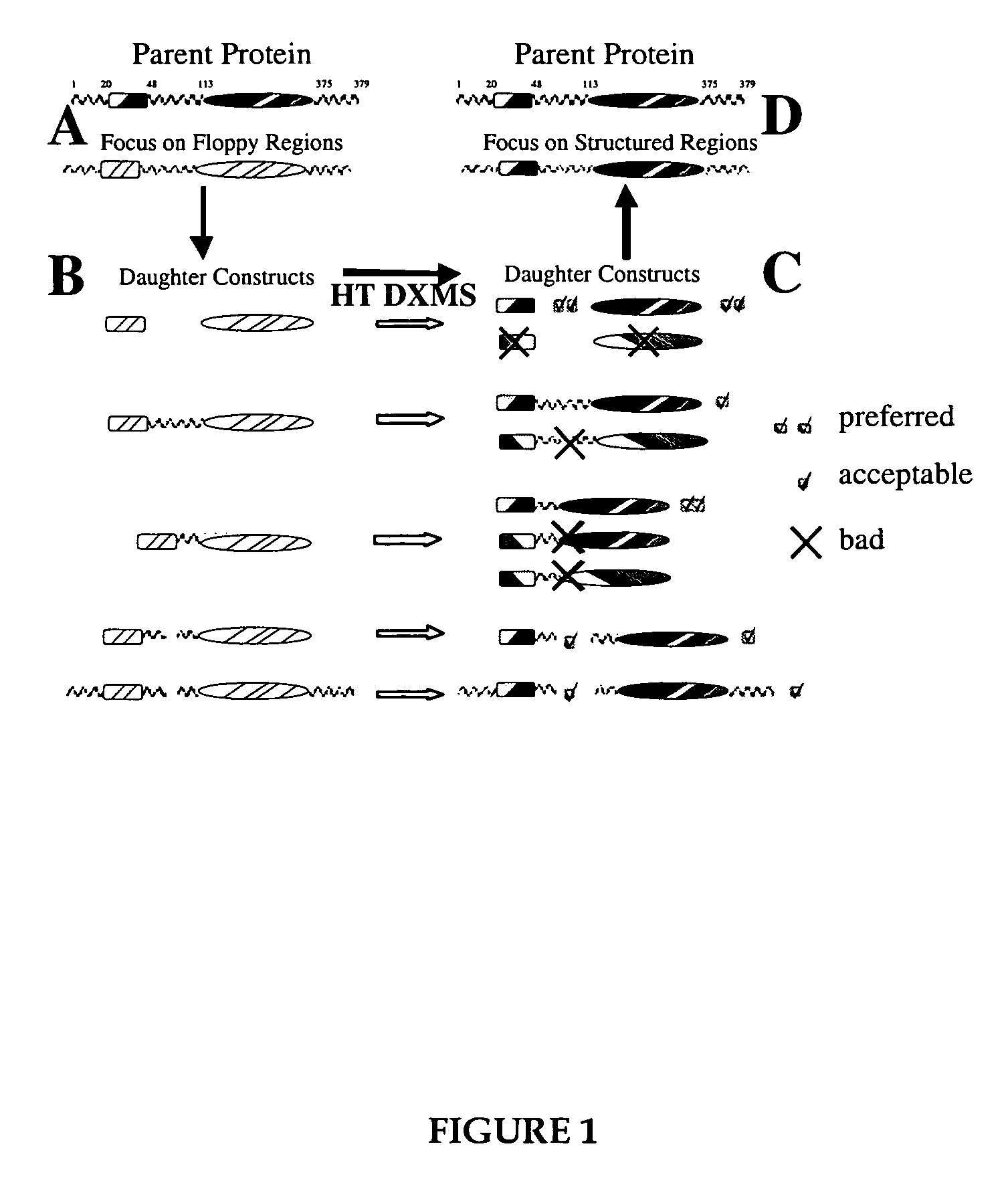 Methods for crystallographic structure determination employing hydrogen exchange analysis