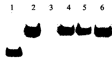 Method for quickly and sensitively detecting micromolecule RNA