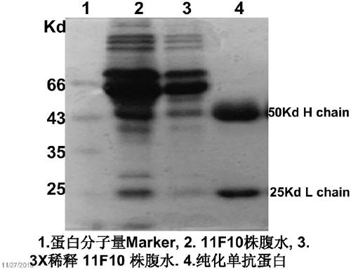 Anti-fluoroquinolone drug cluster-specific monoclonal antibody hybridoma cell line and the monoclonal antibody produced by it and its application